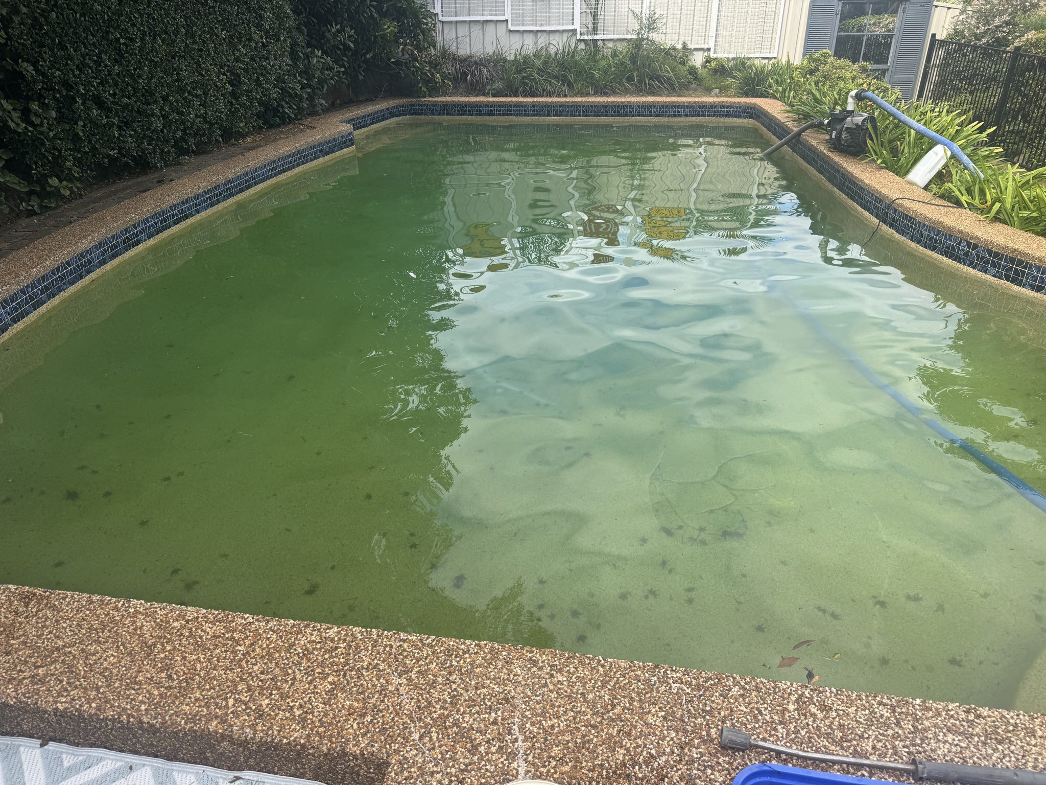 Backyard pool full of green algae before renovation